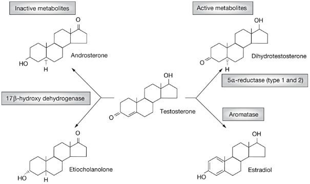 r/steroids - Test Flu - I think Etiocholanolone”, a Testosterone metabolite is likely to blame.